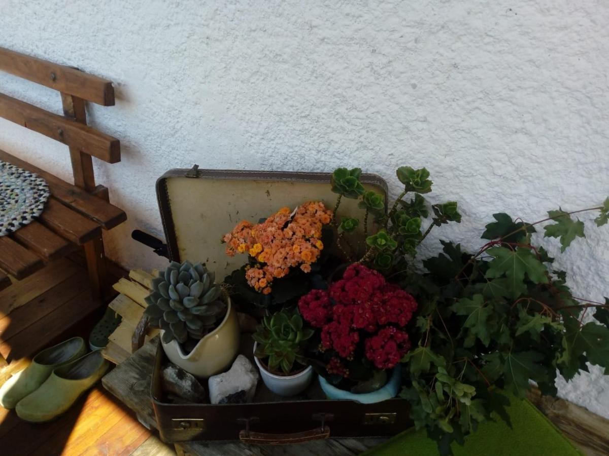 Bed & Breakfast Dolomiti Bey Haus Pinter Assling Экстерьер фото